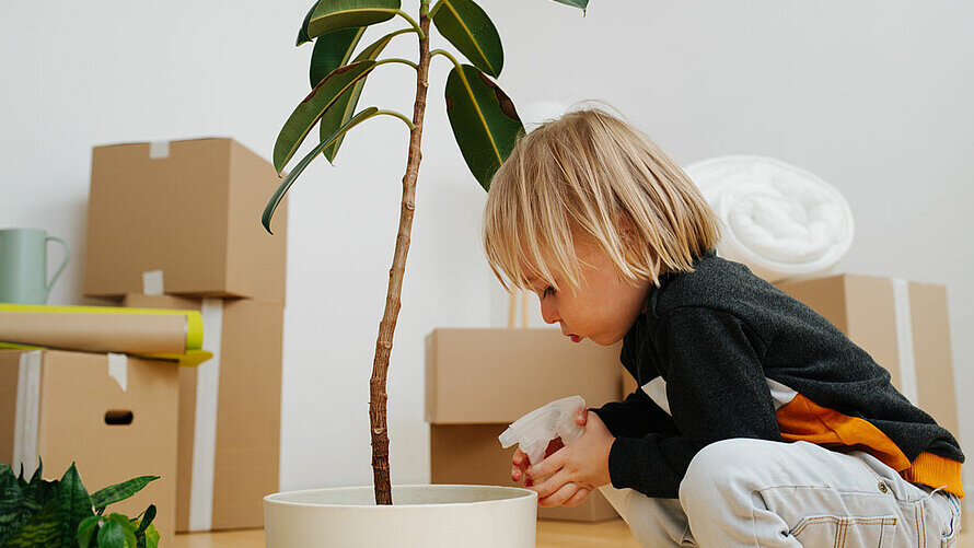 Ein Junge zieht mit seiner Familie um und schaut eine Topfpflanze an