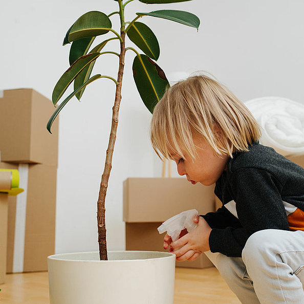 Ein Junge zieht mit seiner Familie um und schaut eine Topfpflanze an