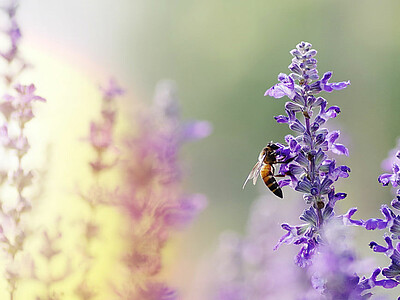 Eine Biene saugt Nektar aus dem Stempel einer Lavendelblüte.