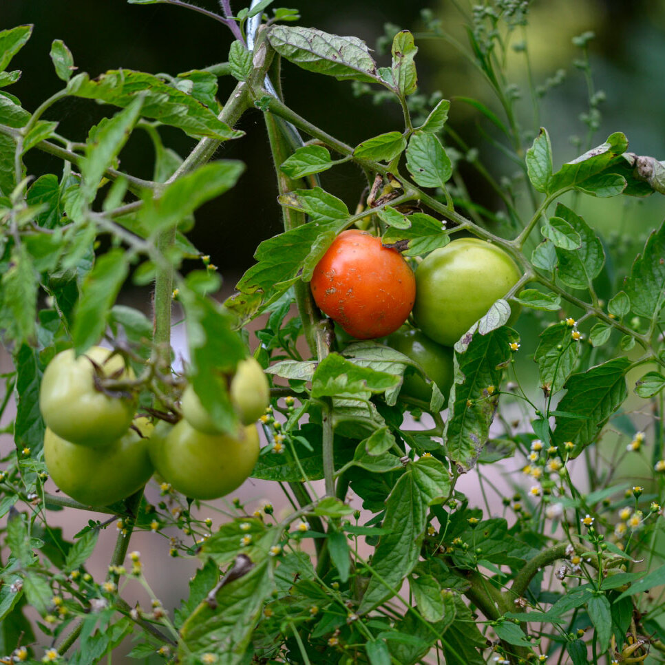 Eine Cocktail-Tomate wächst an einem Strauch. Einige sind rot, einige noch unreif.