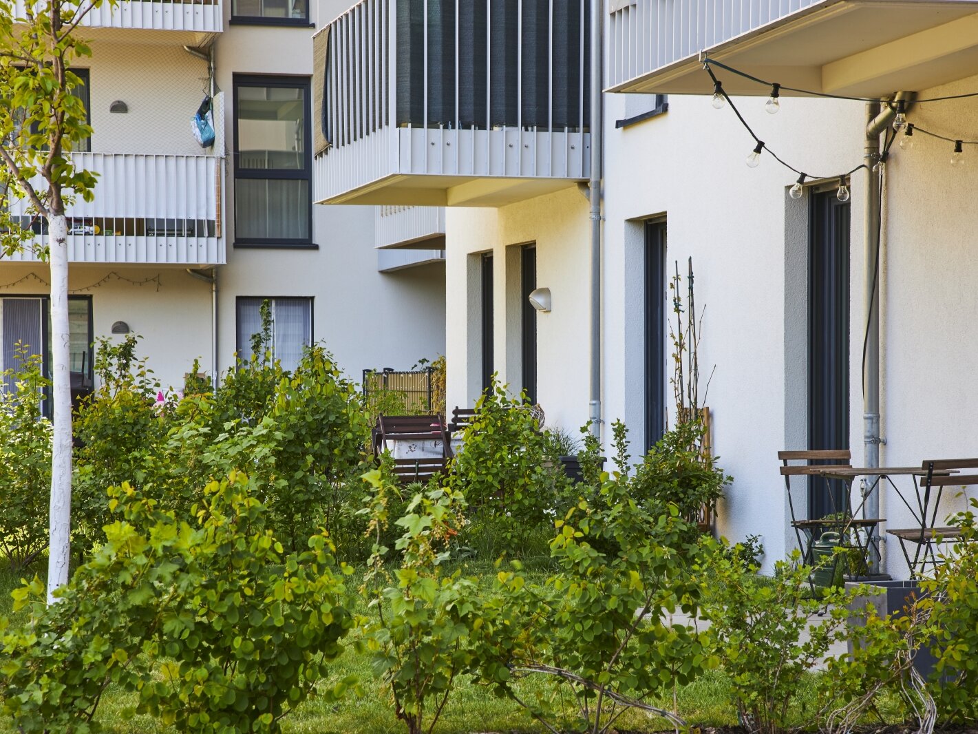 Straßenansicht degewo-Neubau Usedomer Straße 25, 26 und 27: Hofseite mit Sträuchern im Vordergrund.