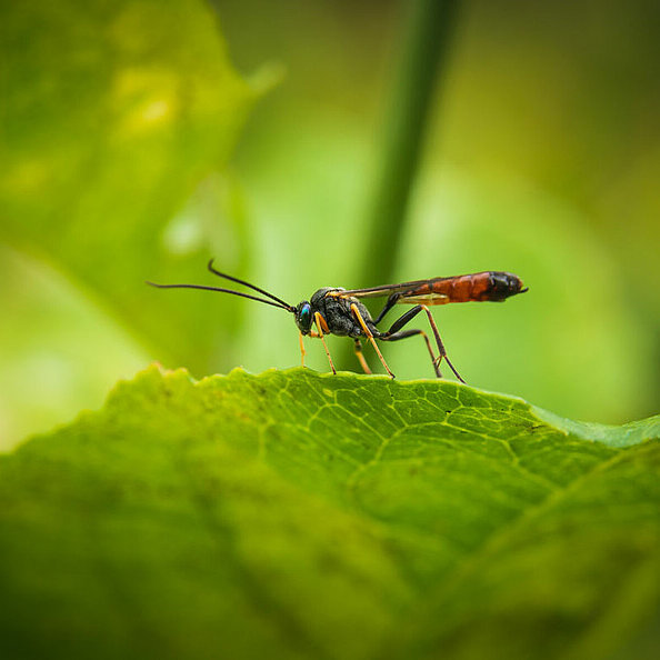 Die Heldin im Kampf gegen Lebensmittelmotten, die Schlupfwespe.