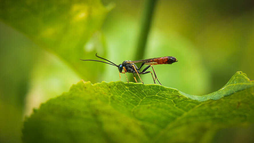 Die Heldin im Kampf gegen Lebensmittelmotten, die Schlupfwespe.
