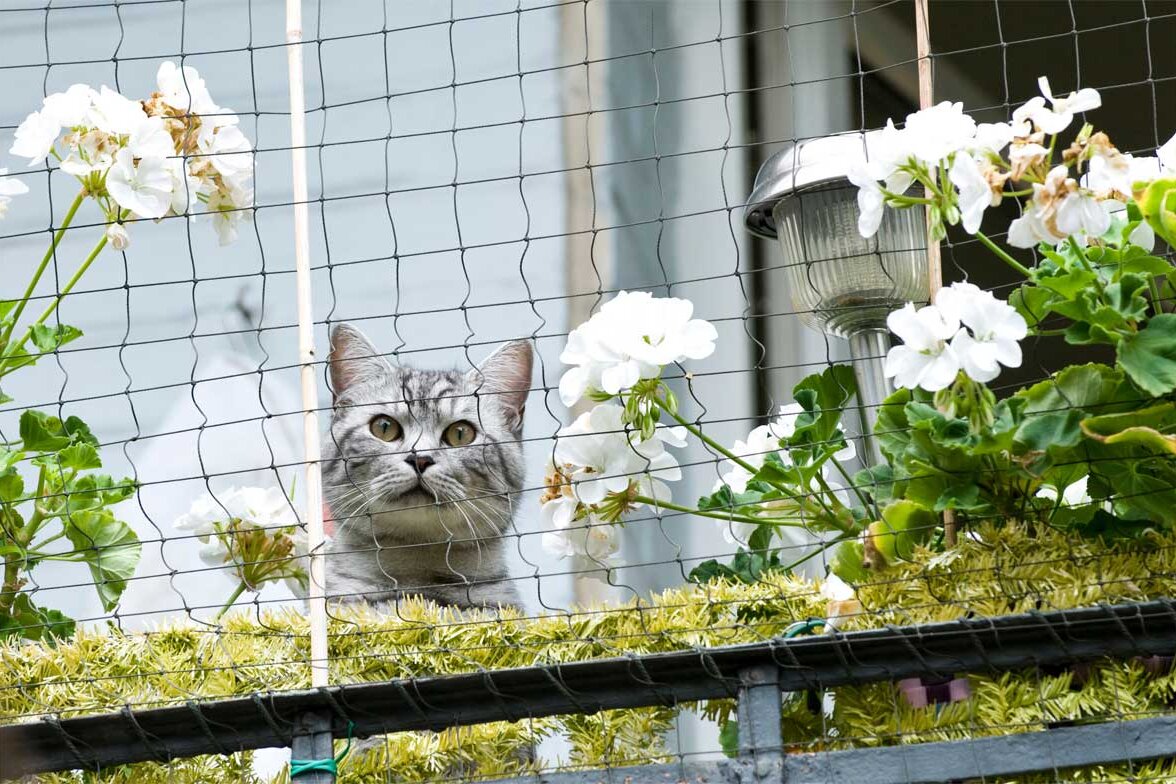 Eine braun gemusterte Katze sitzt auf einem Balkongeländer. Um den Balkon ist ein Katzenschutznetz gespannt. Im Vordergrund sind Blumentöpfe zu erkennen.