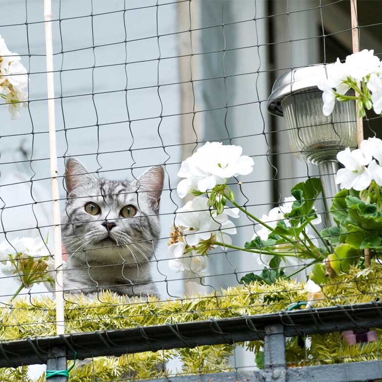 Eine braun gemusterte Katze sitzt auf einem Balkongeländer. Um den Balkon ist ein Katzenschutznetz gespannt. Im Vordergrund sind Blumentöpfe zu erkennen.