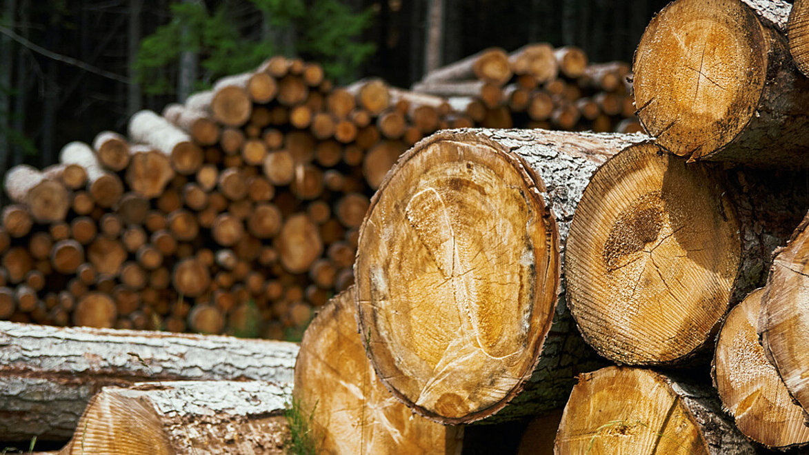 Nahaufnahme eines Holzstapels im Wald.