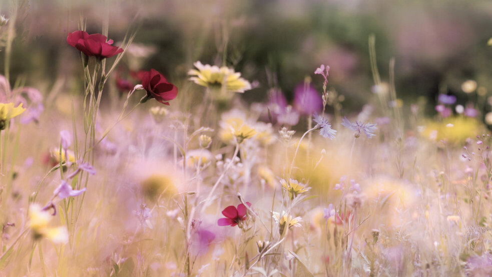 Blühende Wildblumenwiese mit roten, gelben und violetten Blüten in weichem Licht. Die Aufnahme zeigt verschiedene Blumenarten in natürlicher, leicht verschwommener Umgebung.
