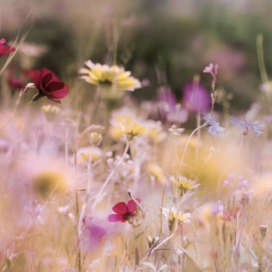 Blühende Wildblumenwiese mit roten, gelben und violetten Blüten in weichem Licht. Die Aufnahme zeigt verschiedene Blumenarten in natürlicher, leicht verschwommener Umgebung.