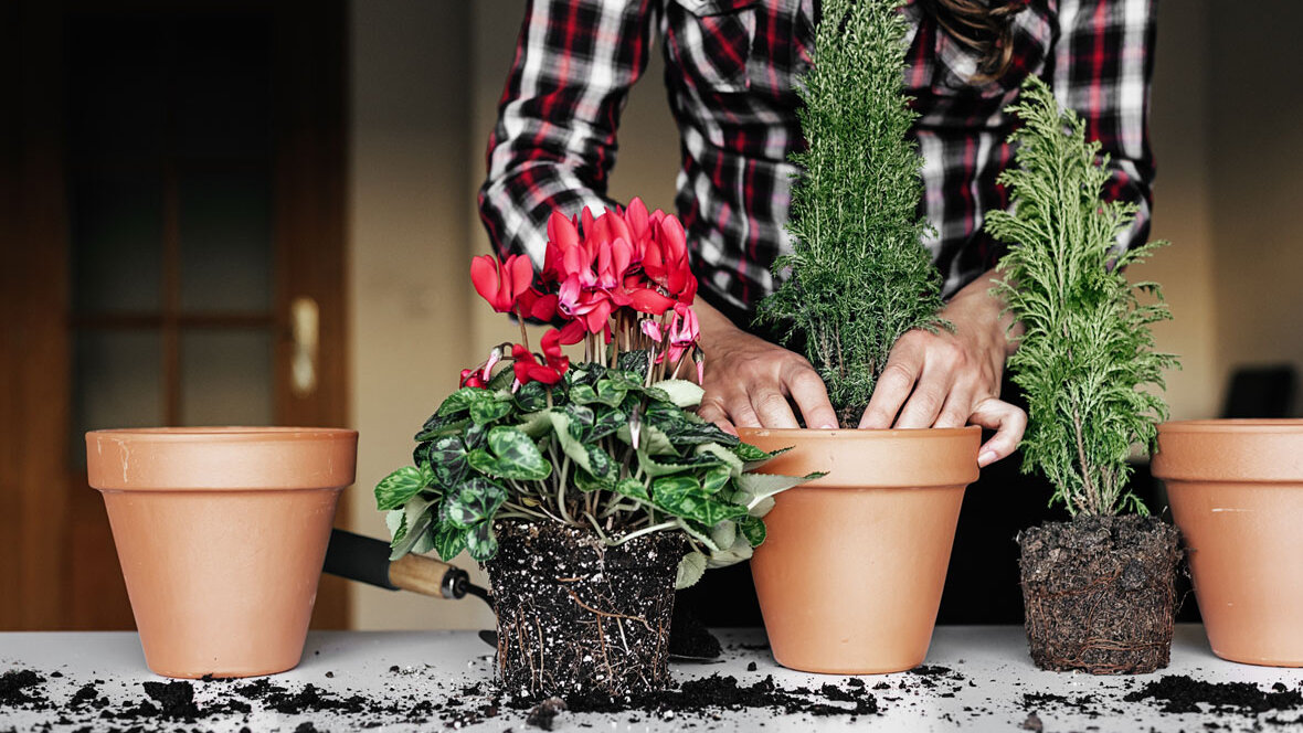 Eine Frau topft drei Pflanzen in Töpfe um. 