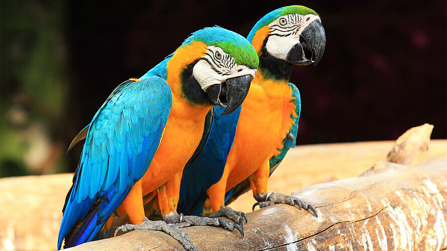Zwei große, gelb und blau gefiederte Papageien sitzen auf einem Ast.