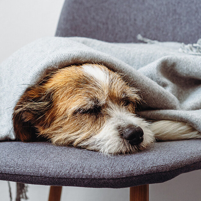Hund liegt auf einem Stuhl unter einer Decke und schläft.