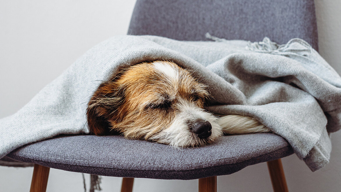 Hund liegt auf einem Stuhl unter einer Decke und schläft.