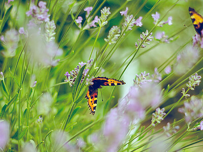 Schmetterlinge sitzen auf Blüten.