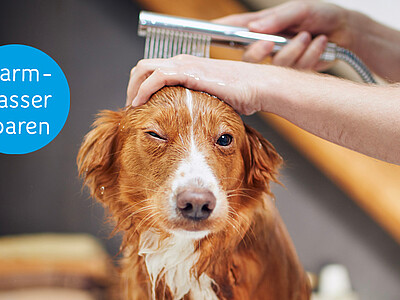 Der Golden Retriever wurde gebadet.