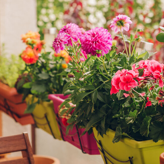 Bepflanzte Blumekästen auf einem Balkon. In den Blumenkästen sind verschieden farbige Blumen. 