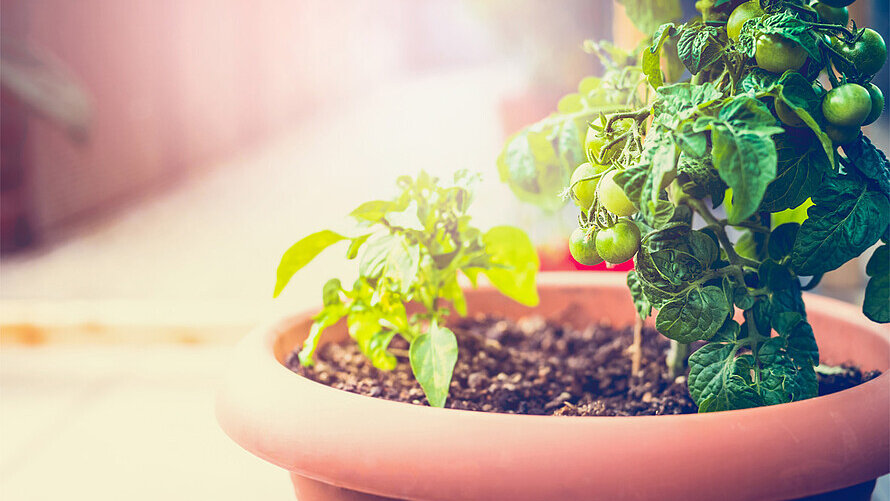 Ein Topf mit Tomatenpflanzen steht im Abendlicht.