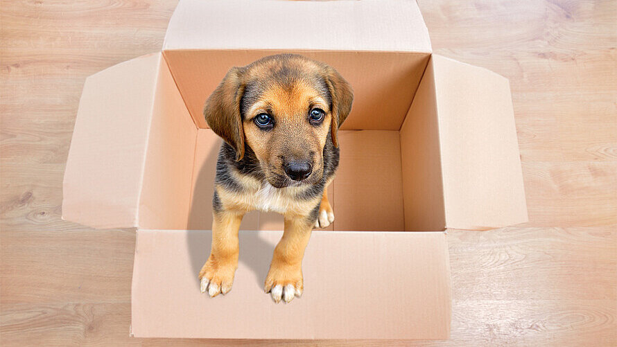 Ein Hundewelpe sitzt in einem Pappkarton und schaut in die Kamera. 