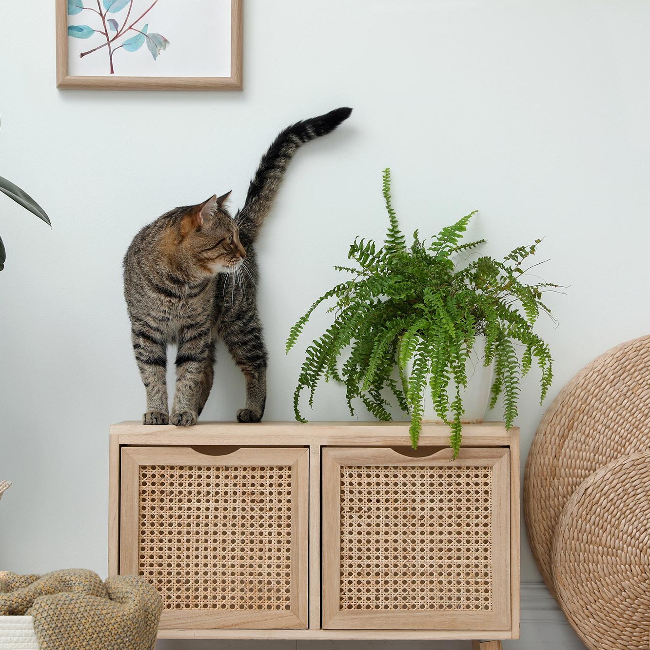 Eine Katze steht in einer Wohnung auf einem Schrank und schaut auf eine Pflanze rechts neben ihr.