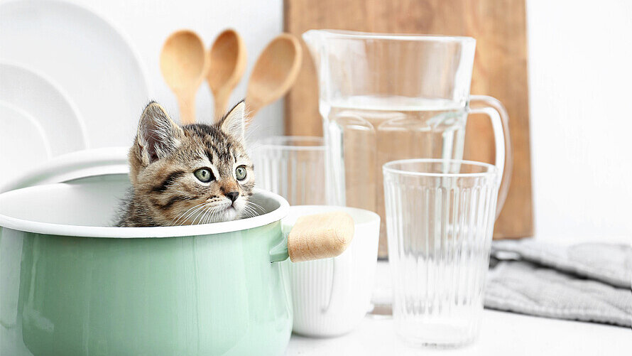 Ein Katzenbaby sitzt in einem Topf in der Küche.