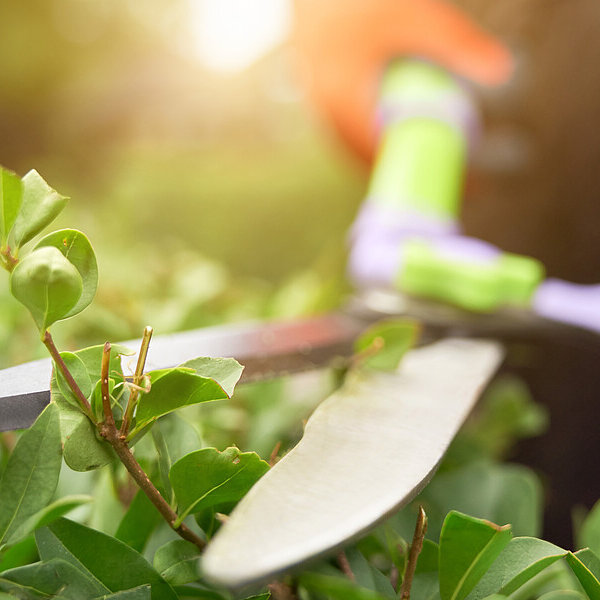Hände eines Gärtners bei der Arbeit