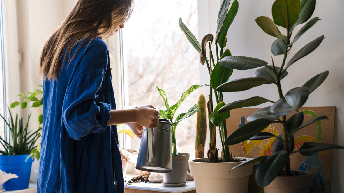 Eine Frau gießt eine Pflanze. Sie ist mit dem Rücken zur Kamera gerichtet. 