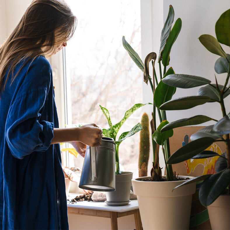 Eine Frau gießt eine Pflanze. Sie ist mit dem Rücken zur Kamera gerichtet. 