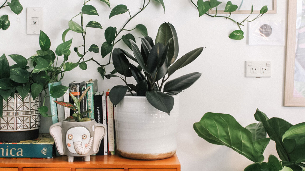 Verschiedene Zimmerpflanzen stehen in dekorativen Töpfen auf einem Regal. Daneben liegen Bücher und im Hintergrund hängt Wanddekoration.
