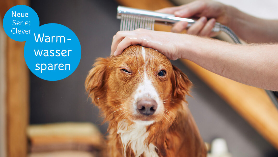 Ein Hund schaut in die Kamera während er gebadetet wird. 