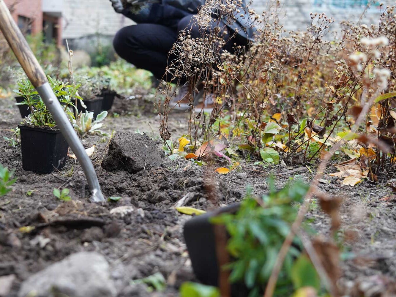Neue Pflanzen werden in vorbereitete Erde gesetzt. Im Vordergrund steckt eine Schaufel in der Erde, während im Hintergrund eine Person kniend arbeitet.