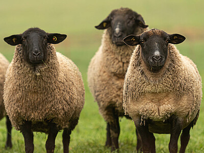 Vier Schafe rennen auf der Weide.