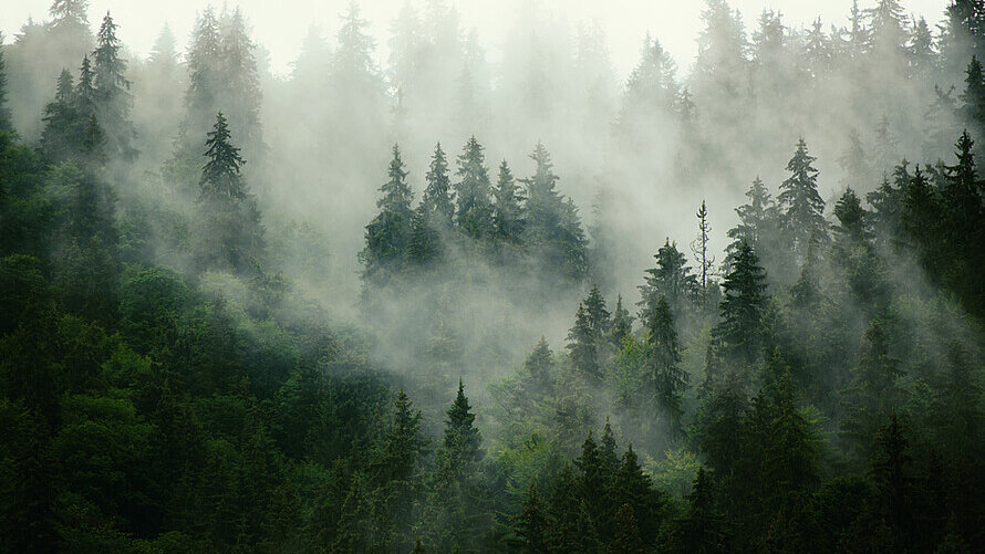 Ein Wald umhüllt von Nebel.