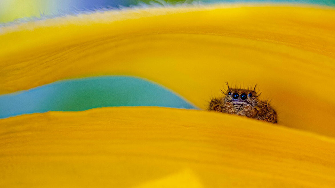 Bild zeigt Phidippus ist eine Gattung aus der Familie Salticidae (Springspinnen).