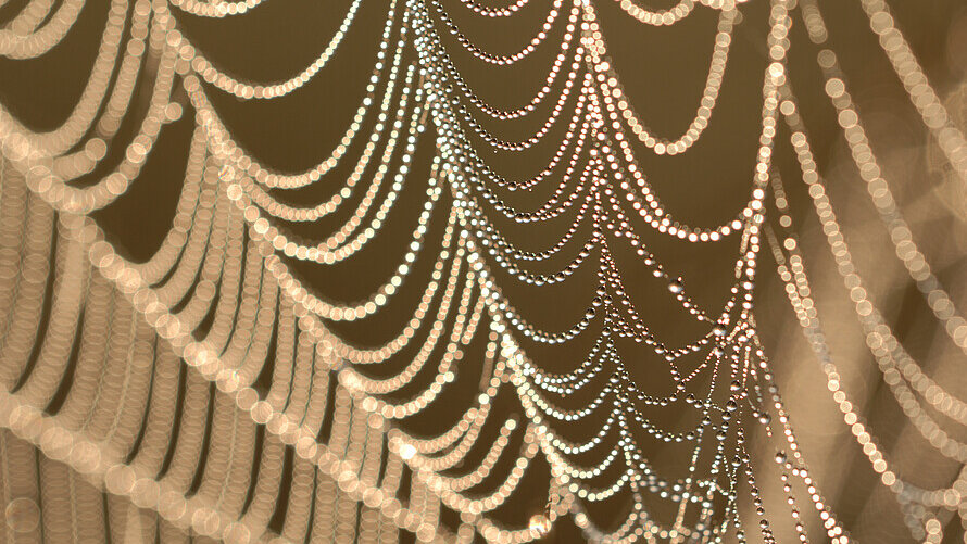 Spinnennetz vor dunklem Hintergrund mit zahlreichen feinen Kammern im Detail.