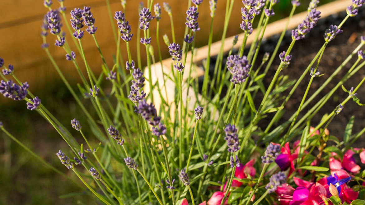 Blumen und Pflanzen