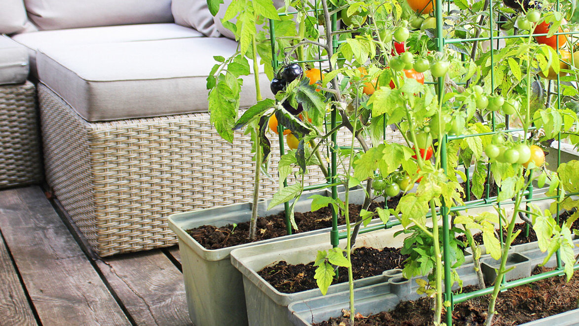 Tomatenpflanzen wachsen auf einem Balkon in die Höhe. Die Sonne scheint und die ersten roten Früchte sind erntereif.