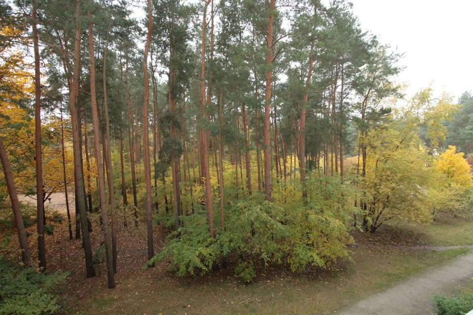 تصویر Wohnen am Wald, nicht weit zum Müggelsee!